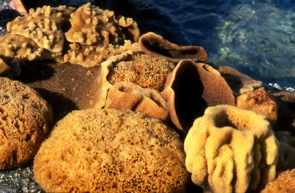 Морская губка - дайвинг на острове Родос